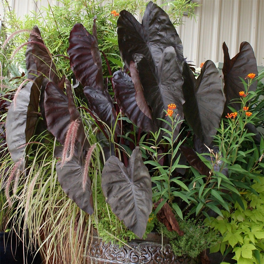 elephant ear plant burgundy Colocasia 'Diamond Head' Elephant Ear Bulb – Park Seed