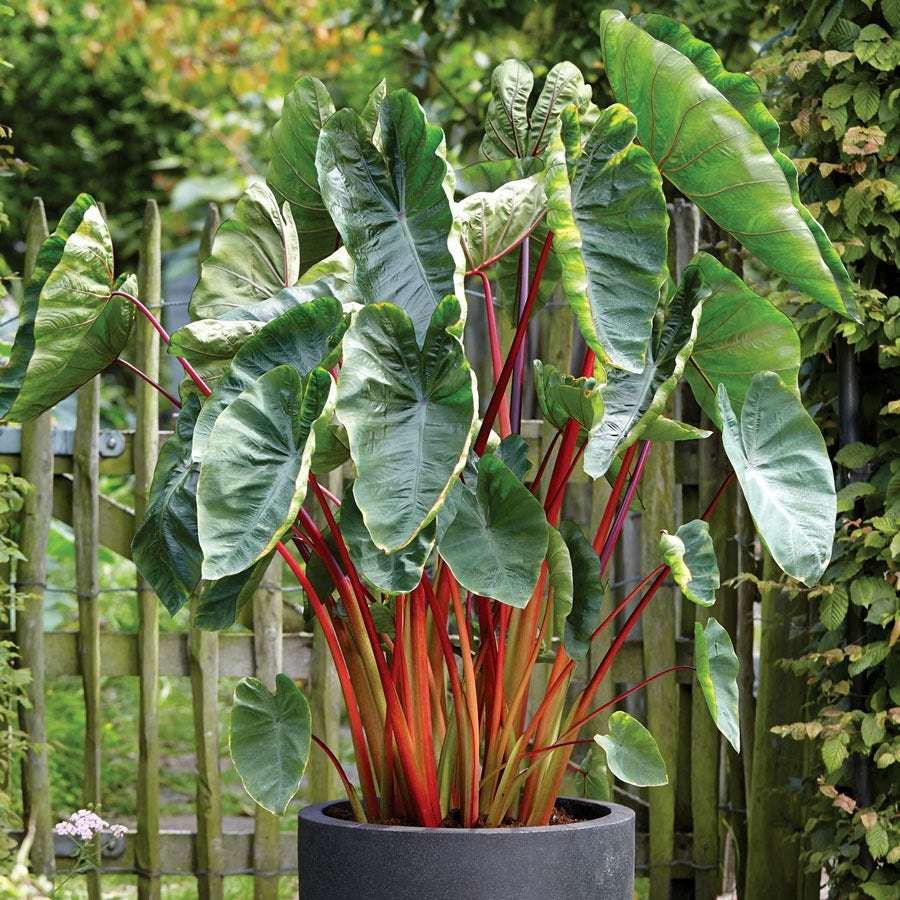 planting elephant ear bulbs Colocasia 'Hawaiian Punch' Elephant Ear Bulb