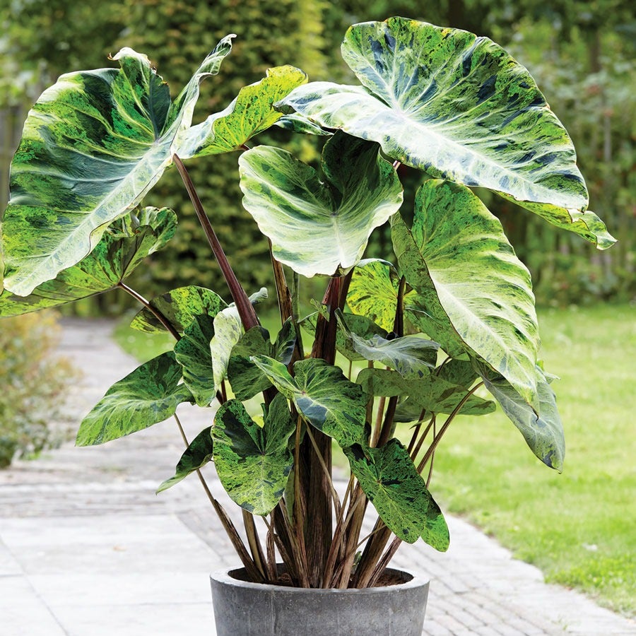 japanese elephant ear plant Colocasia 'Mojito' Elephant Ear Bulb