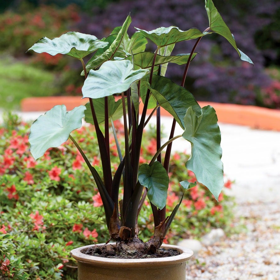 elephant ear plant bulbs winter Colocasia 'Fontanesii' Black Stem Elephant Ear Bulb