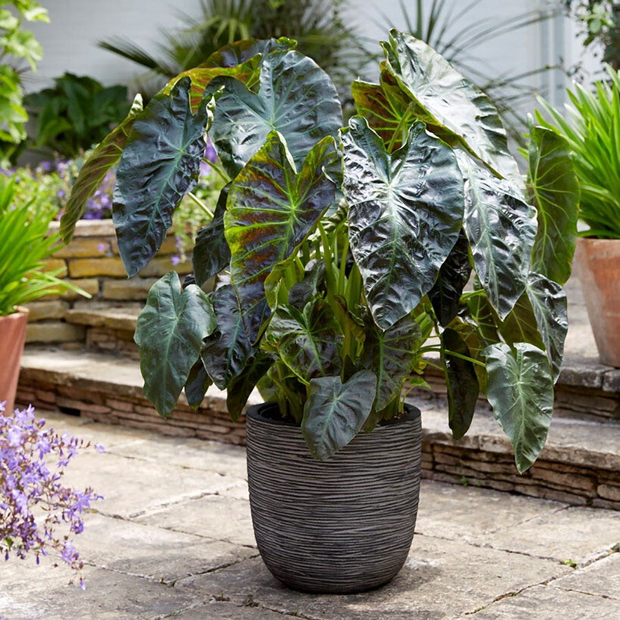 colocasia plant seeds Colocasia Royal Hawaiian® Aloha Elephant Ear Bulb