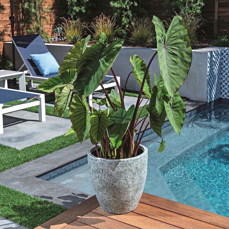 elephant ear plant seeeds Colocasia Royal Hawaiian® Blue Hawaii Elephant Ear Bulb