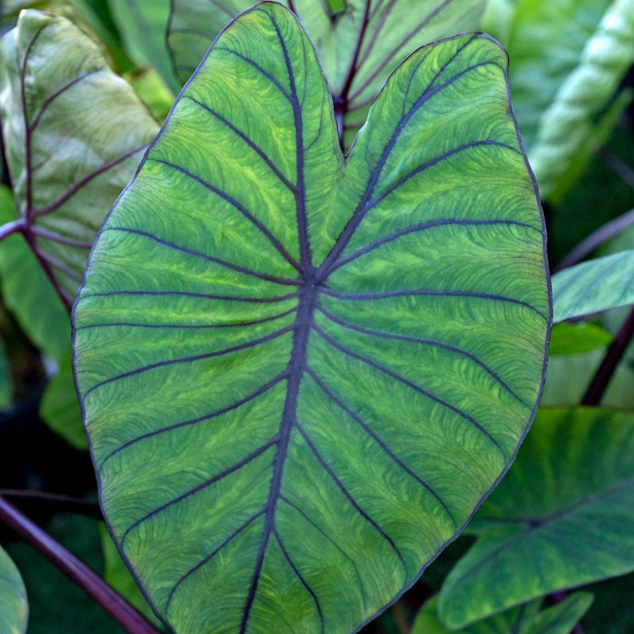 Colocasia Royal Hawaiian® Blue Hawaii Elephant Ear Bulb