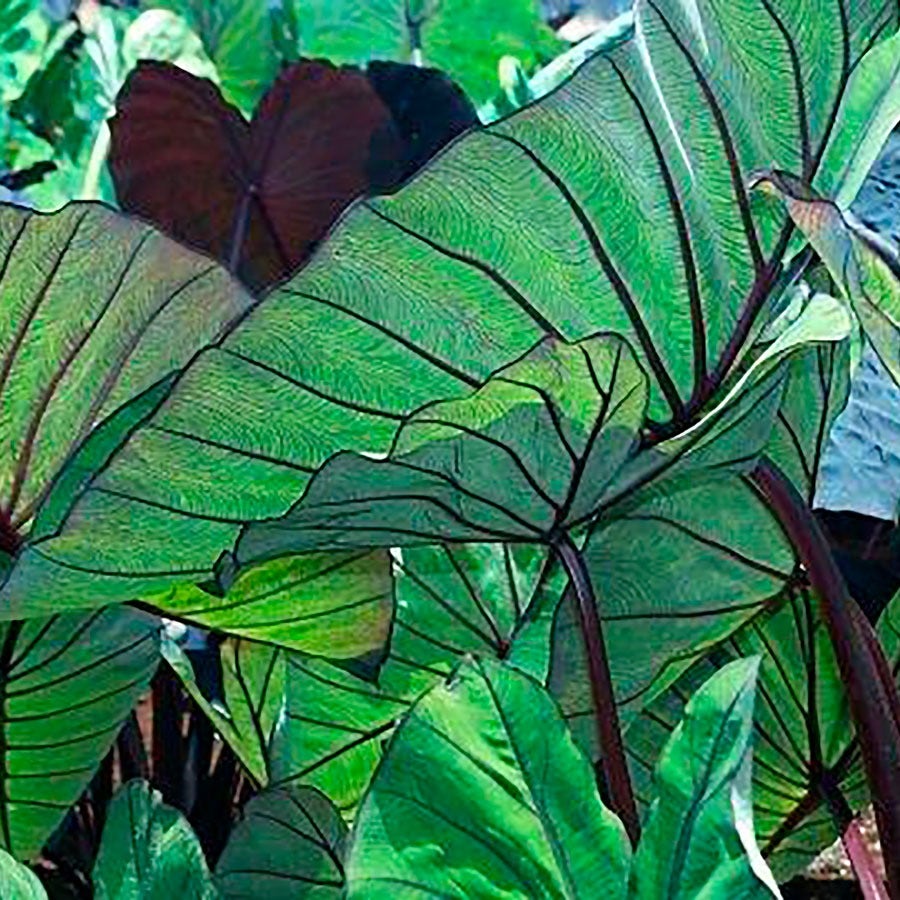 Colocasia Royal Hawaiian® Blue Hawaii Elephant Ear Bulb