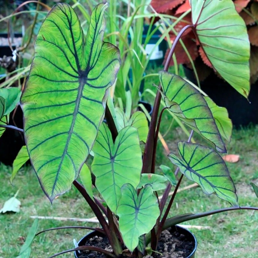 Colocasia Royal Hawaiian® Blue Hawaii Elephant Ear Bulb