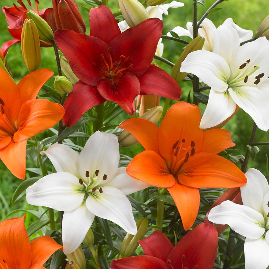 asiatic lily bloom cycle Lilium Perfect Pairing Summer Blend Asiatic Lily Bulbs – Park Seed