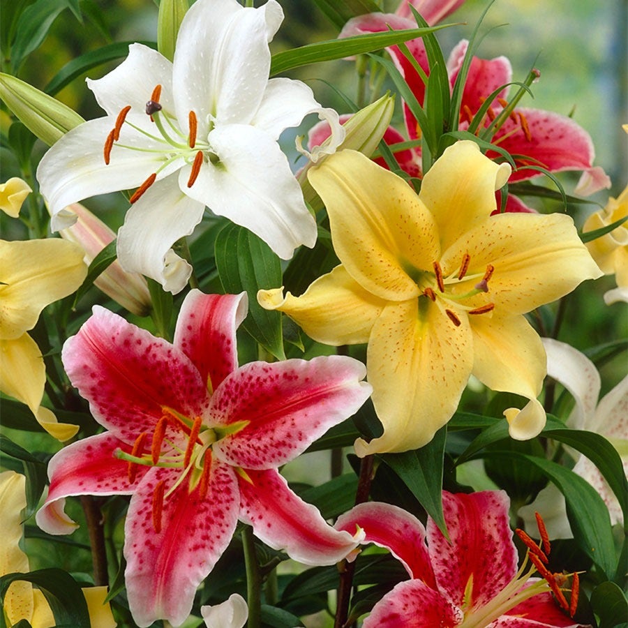oriental lily indoor or outdoor plant Lilium Fragrant Blend Oriental Lily Bulbs