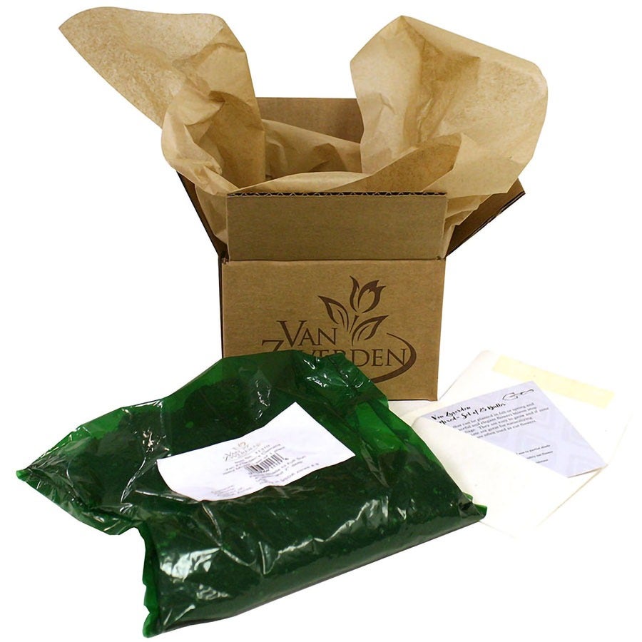 Lilium Fragrant Blend Oriental Lily Bulbs