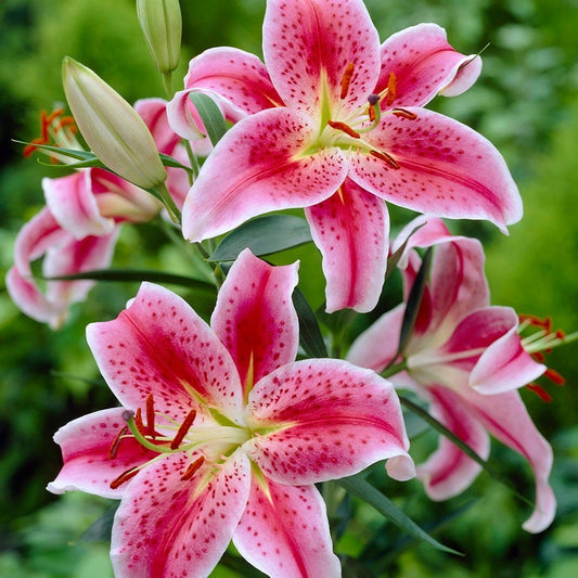 Lilium 'Stargazer' Oriental Lily Bulbs