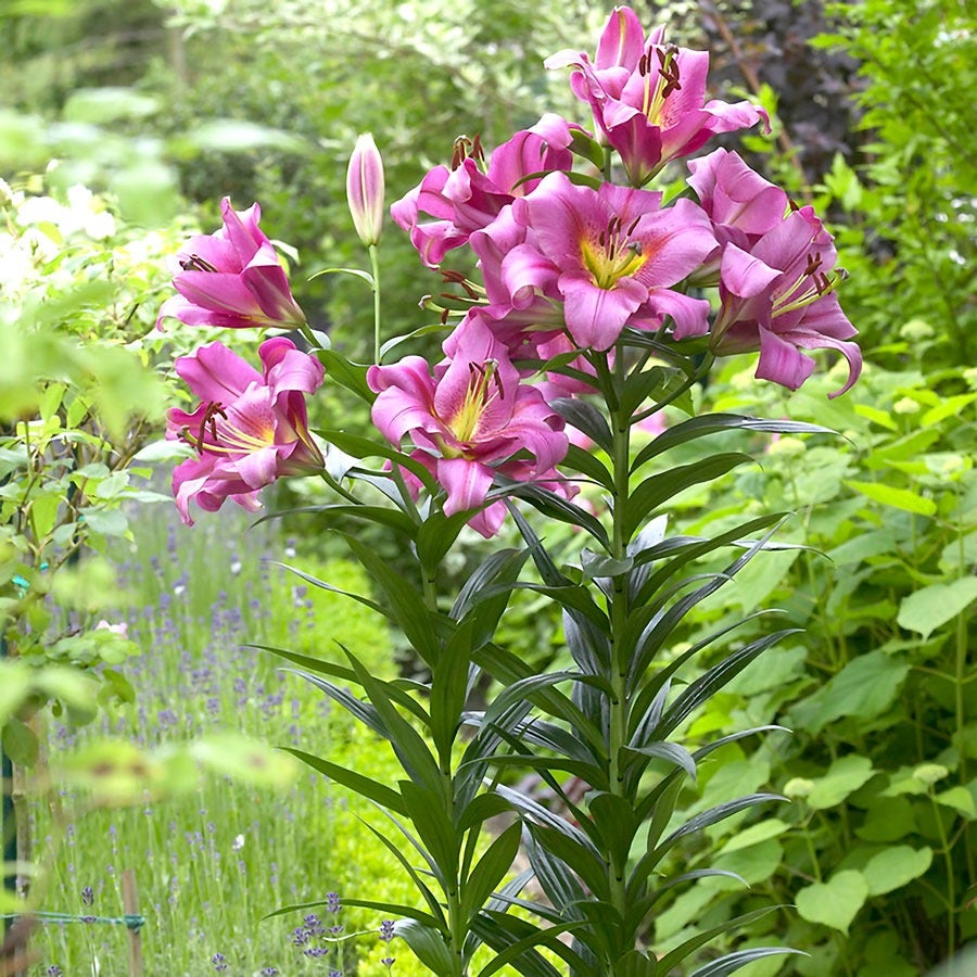 Lilium 'Purple Lady' Tree Lily Bulbs