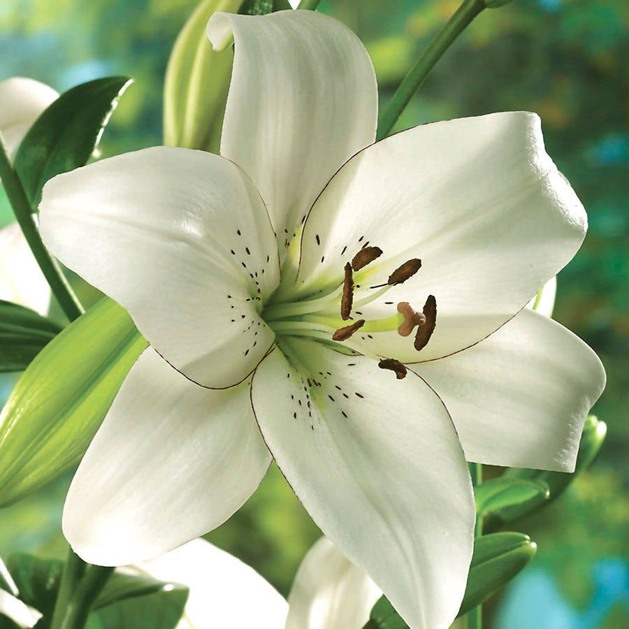 Lilium 'Eyeliner' Asiatic Lily Bulbs