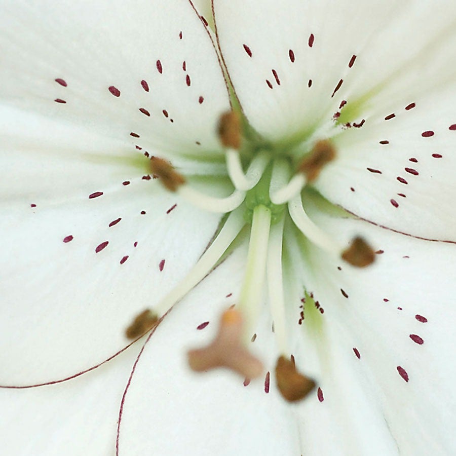 Lilium 'Eyeliner' Asiatic Lily Bulbs
