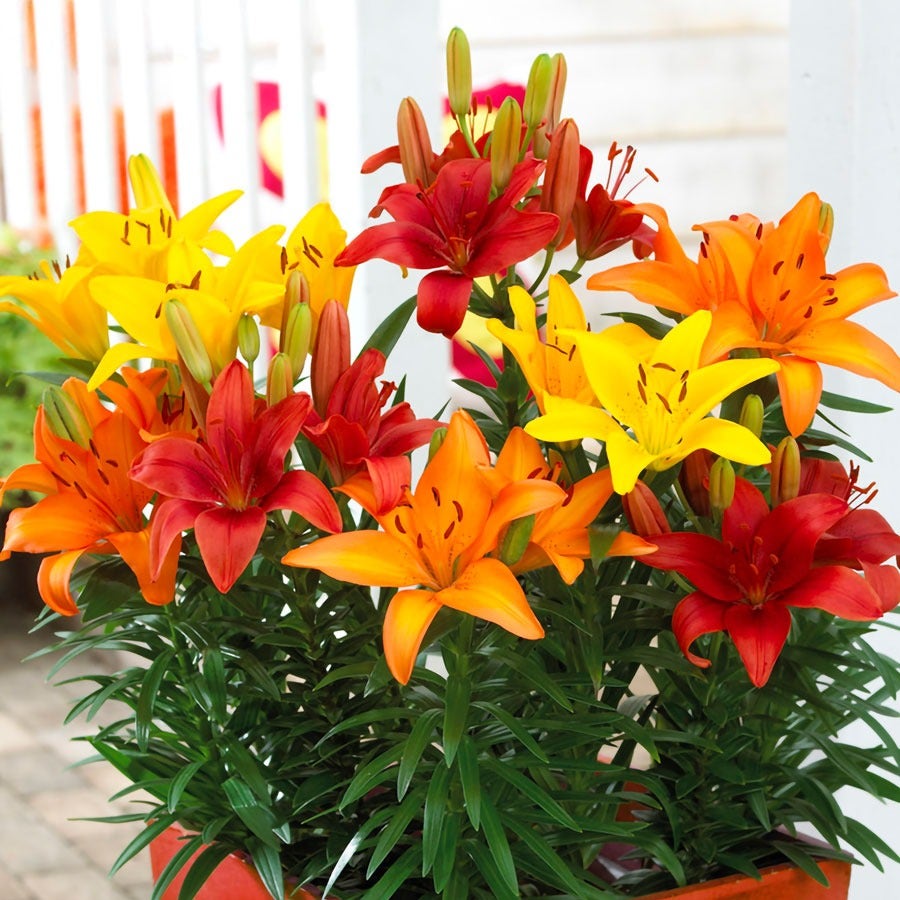 asiatic lily planting spacing Lilium Sunset Patio Blend Asiatic Lily Bulbs – Park Seed