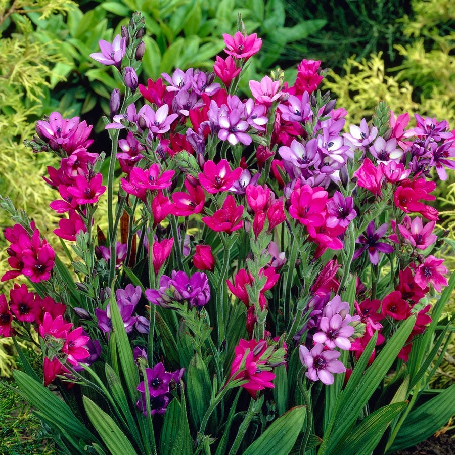 Babiana Mixed Baboon Flower Bulbs