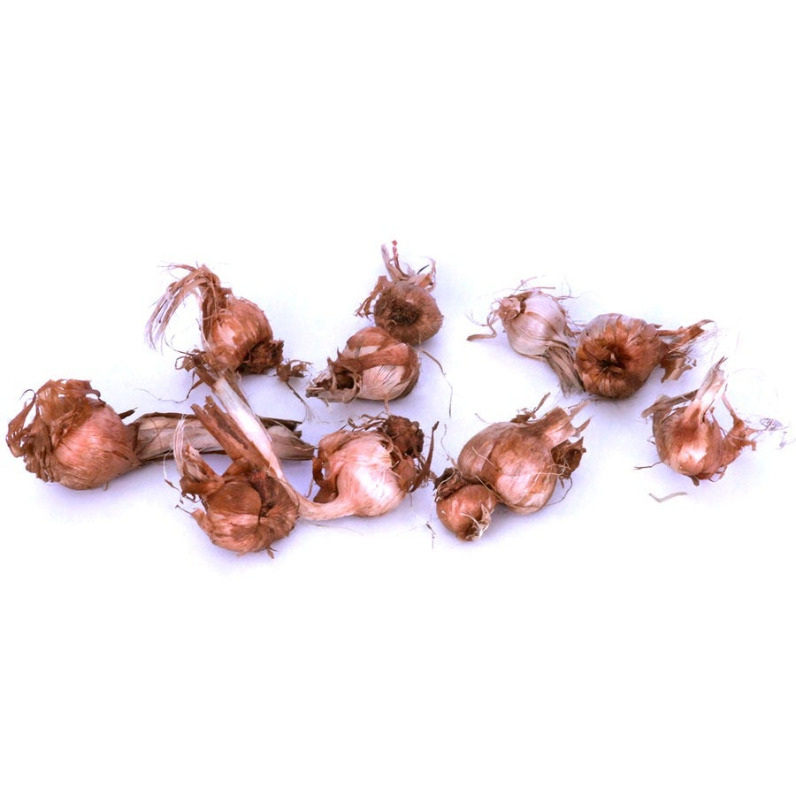 Babiana Mixed Baboon Flower Bulbs
