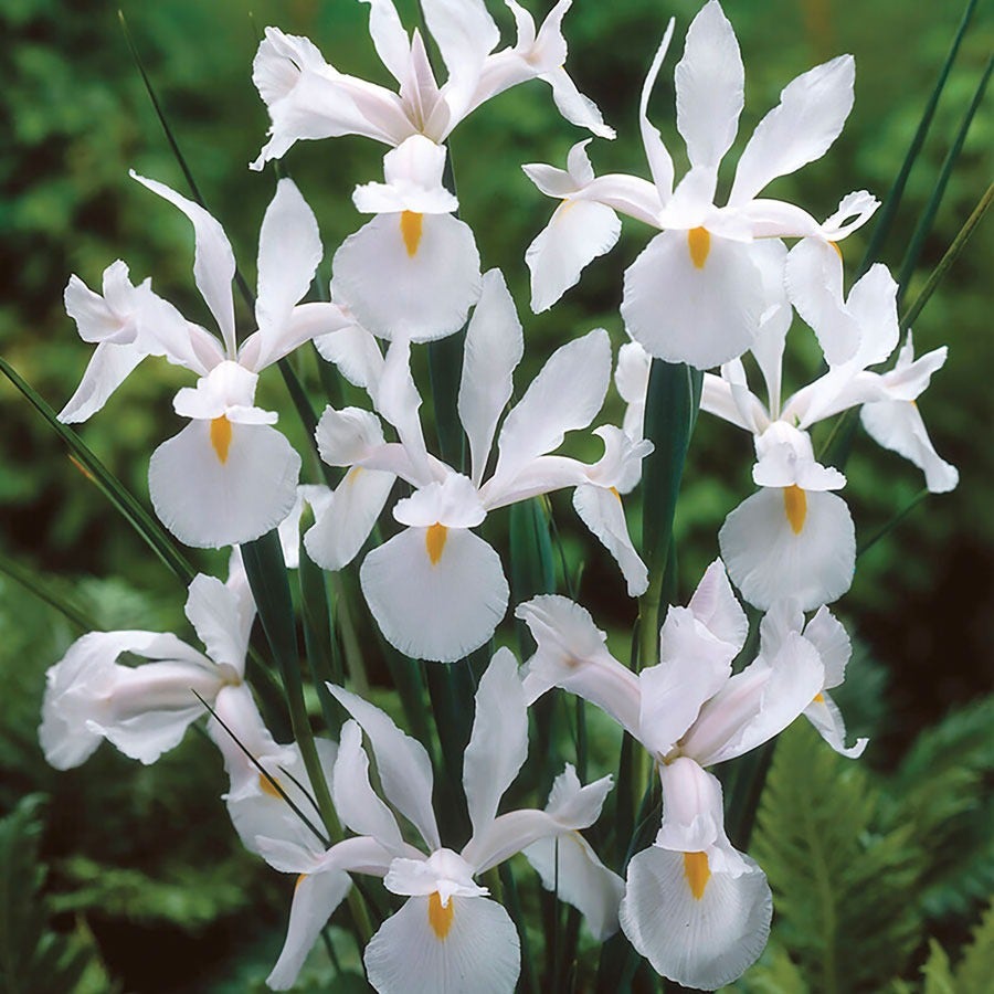 Iris 'Casablanca' Dutch Iris Bulbs
