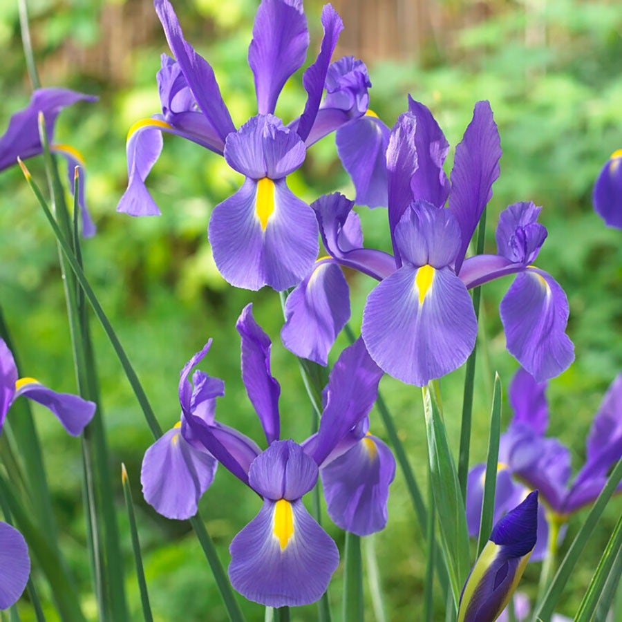 Iris 'Telstar' Dutch Iris Bulbs
