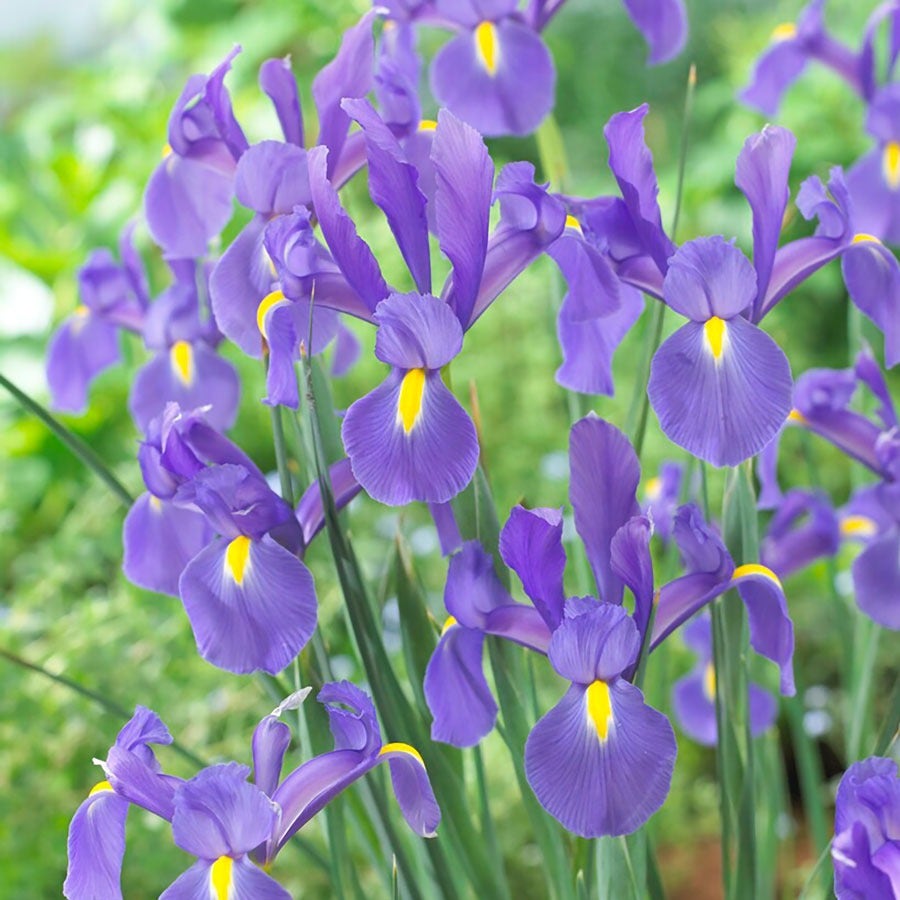 Iris 'Telstar' Dutch Iris Bulbs