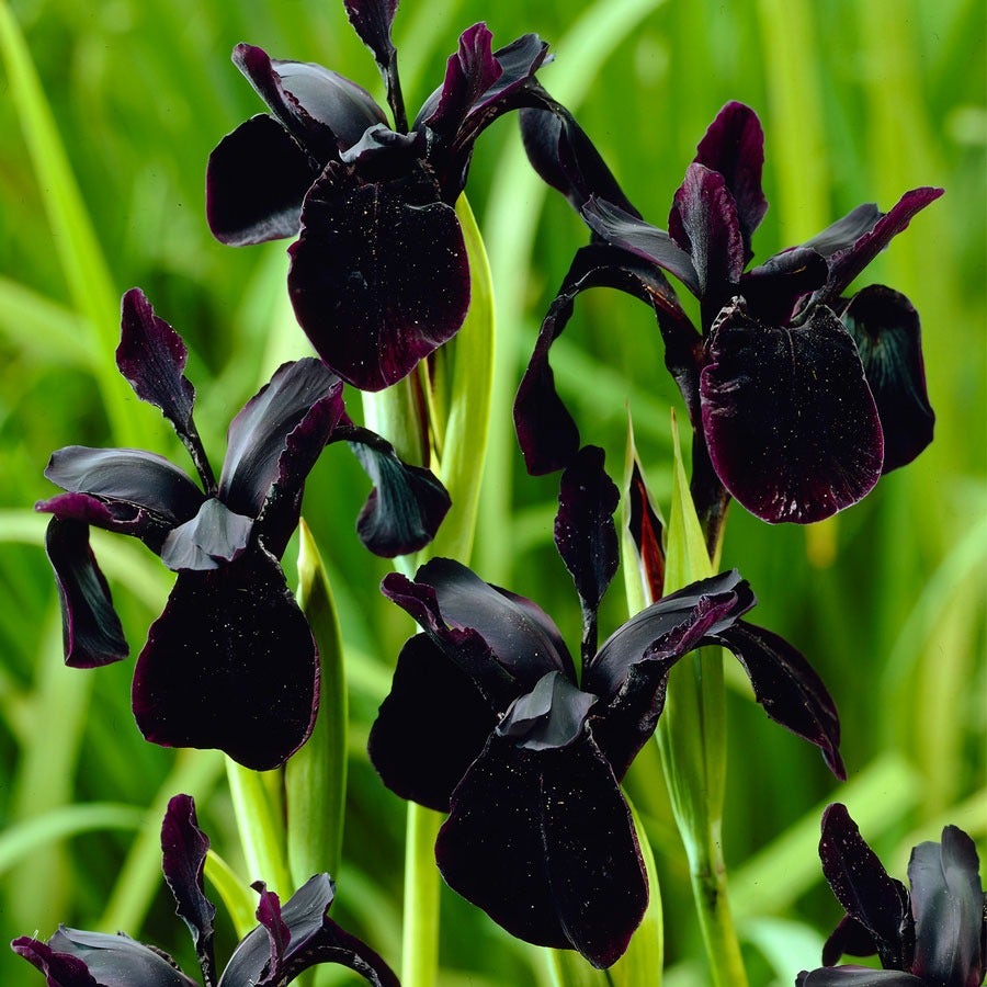 Iris chrysographes Black Bulbs