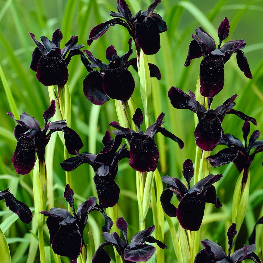 Iris chrysographes Black Bulbs