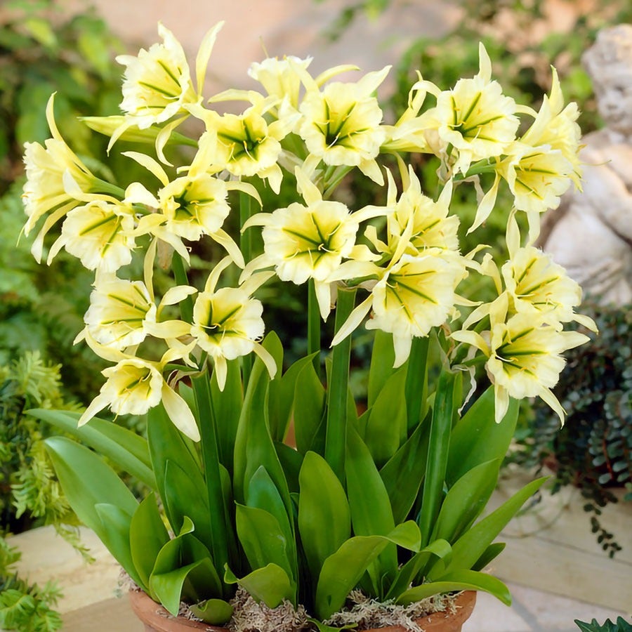 Hymenocallis 'Sulphur Queen' Peruvian Daffodil Bulbs