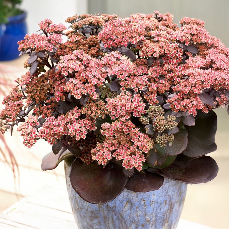 Sedum Sunsparkler® Blue Pearl