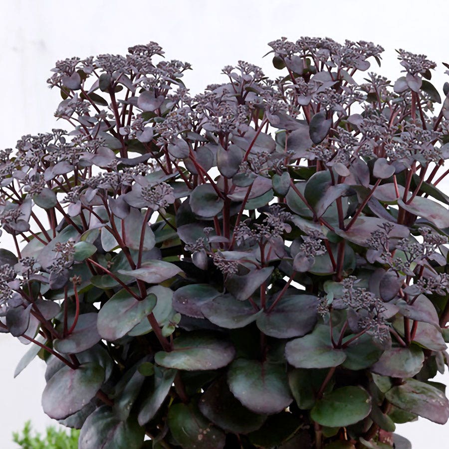 Sedum Sunsparkler® Blue Pearl