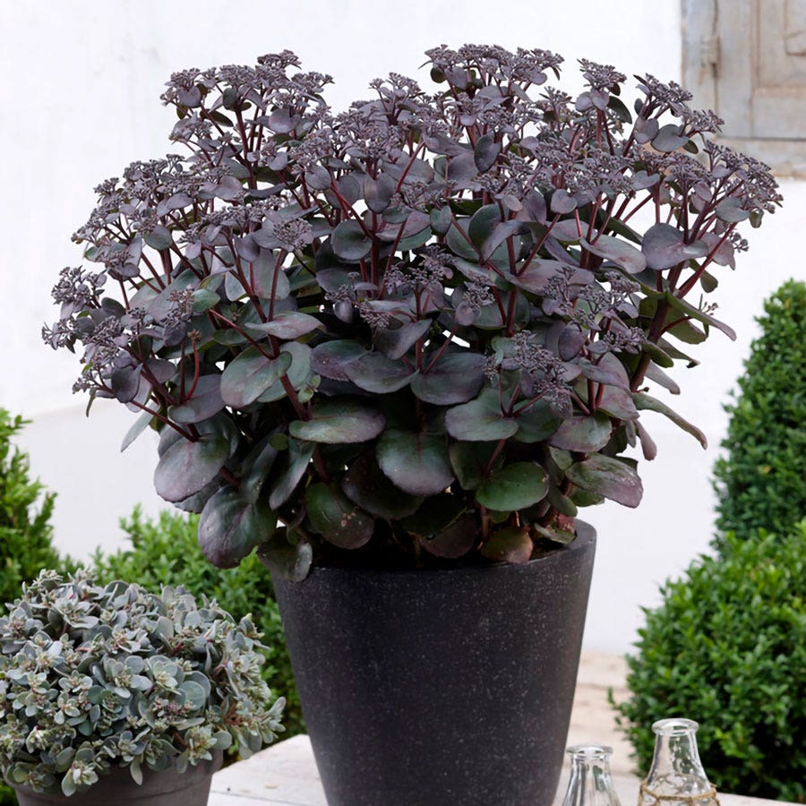 Sedum Sunsparkler® Blue Pearl