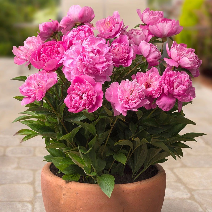 Paeonia 'Rome' Patio Peony