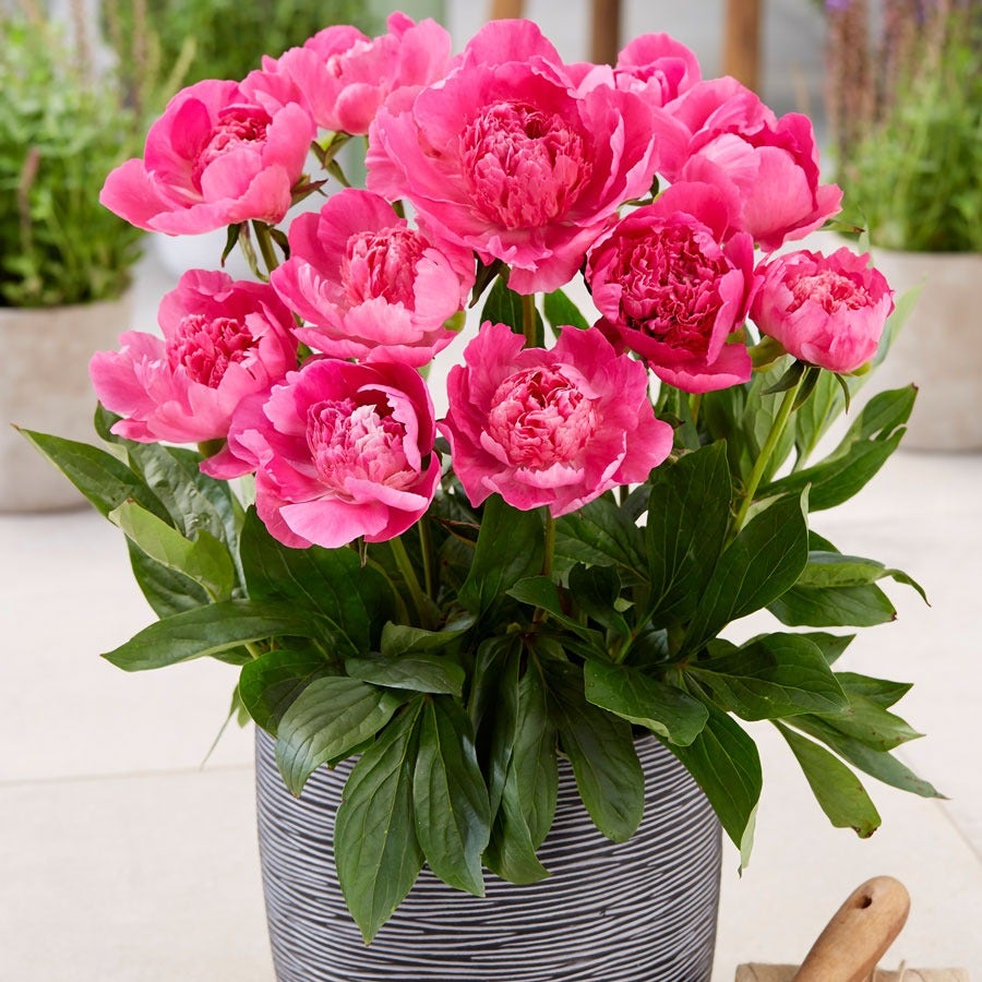Paeonia 'Rome' Patio Peony