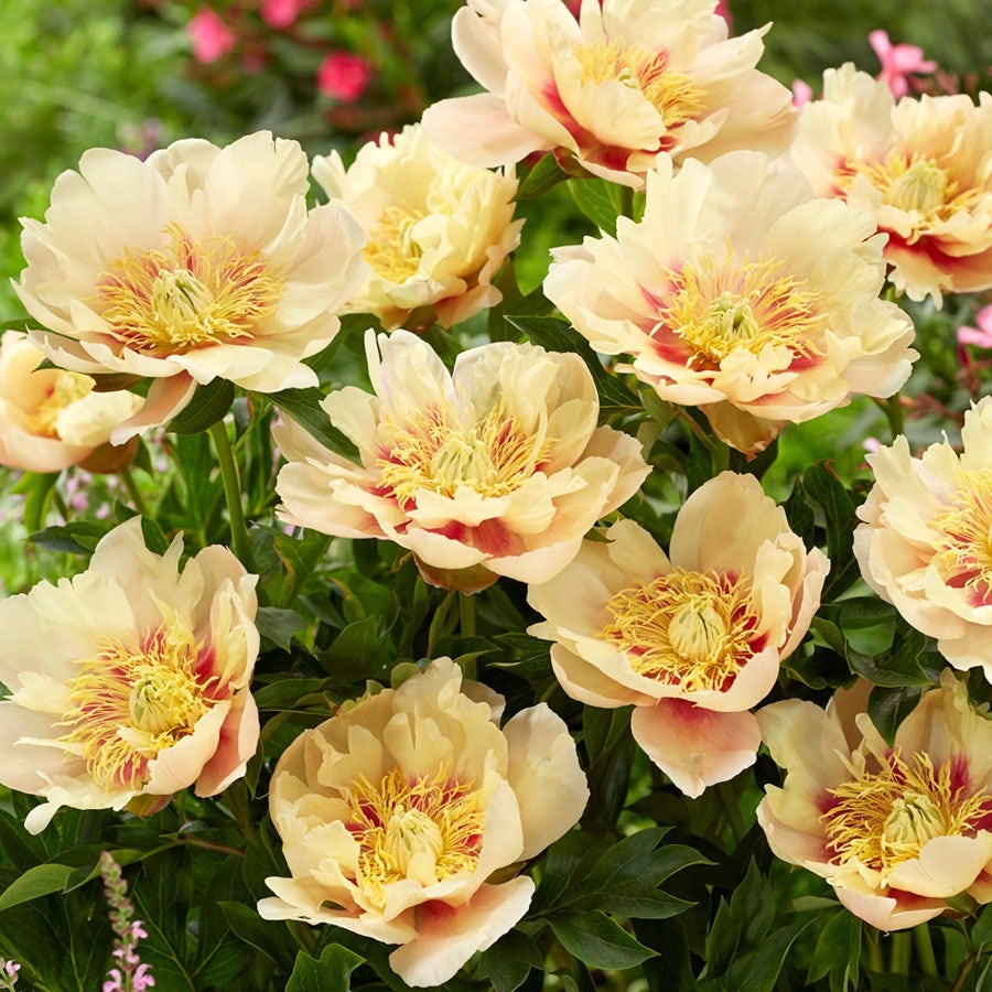 Paeonia 'Prairie Charm' Itoh Peony