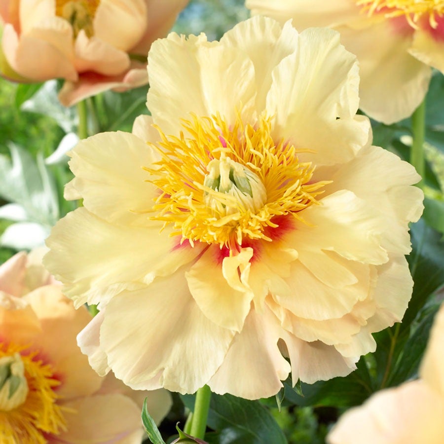 Paeonia 'Prairie Charm' Itoh Peony