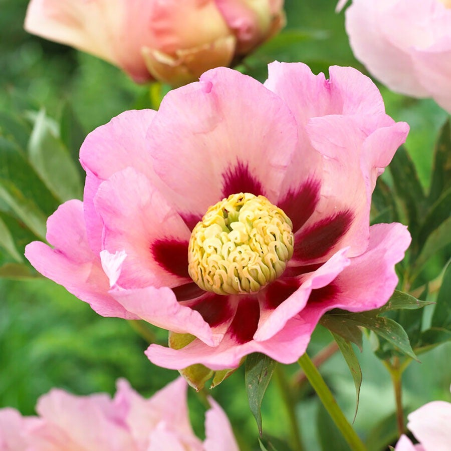 Paeonia 'Pastel Splendor' Itoh Peony