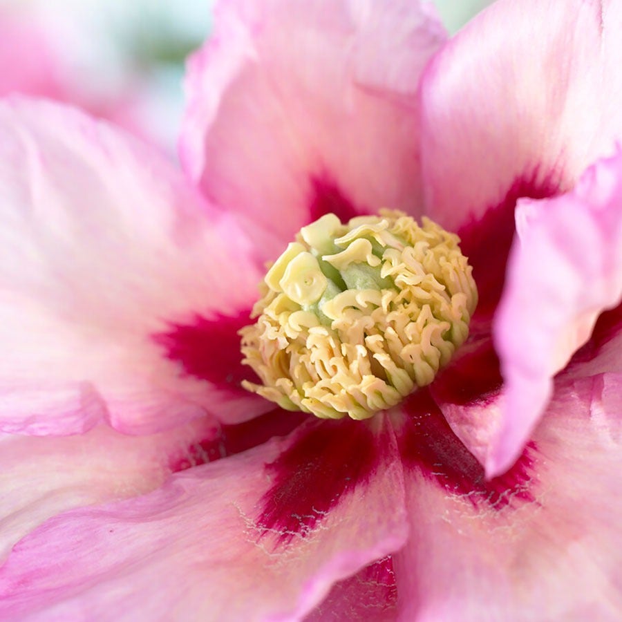 Paeonia 'Pastel Splendor' Itoh Peony