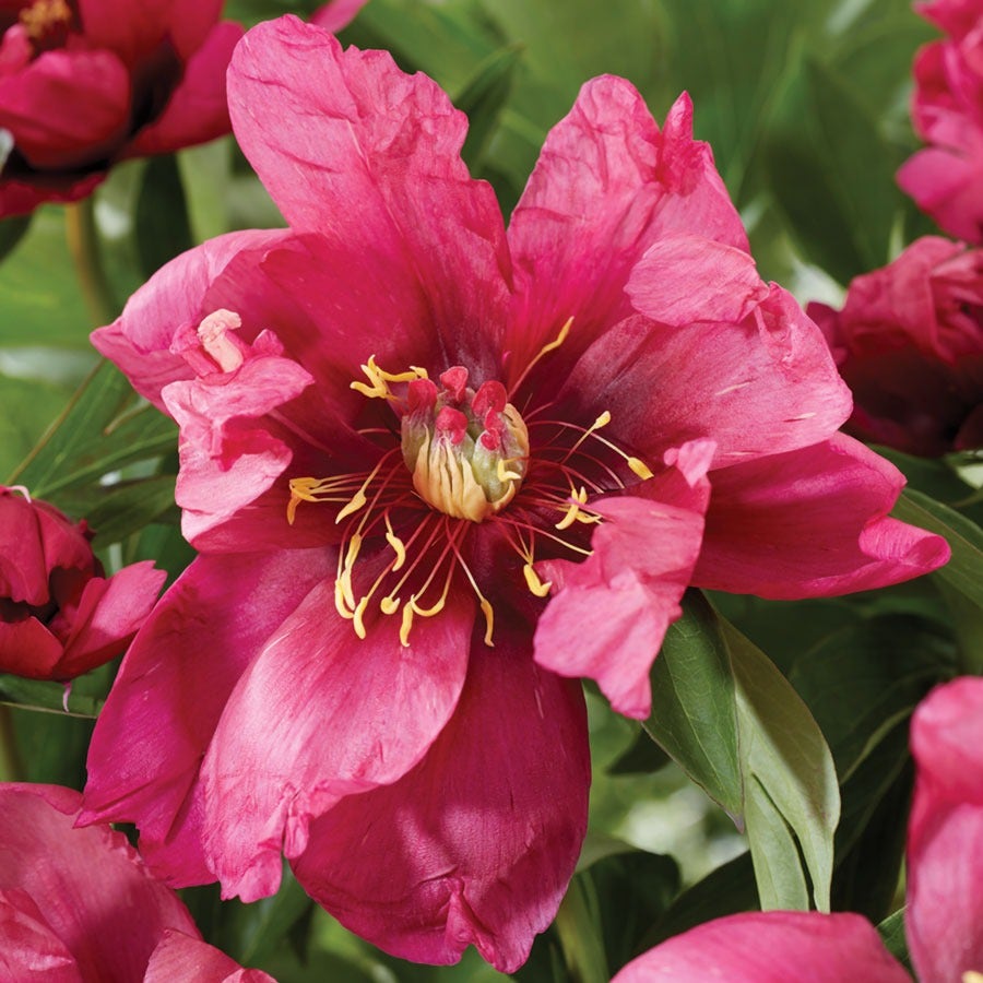 Paeonia 'Pink Ardour' Itoh Peony