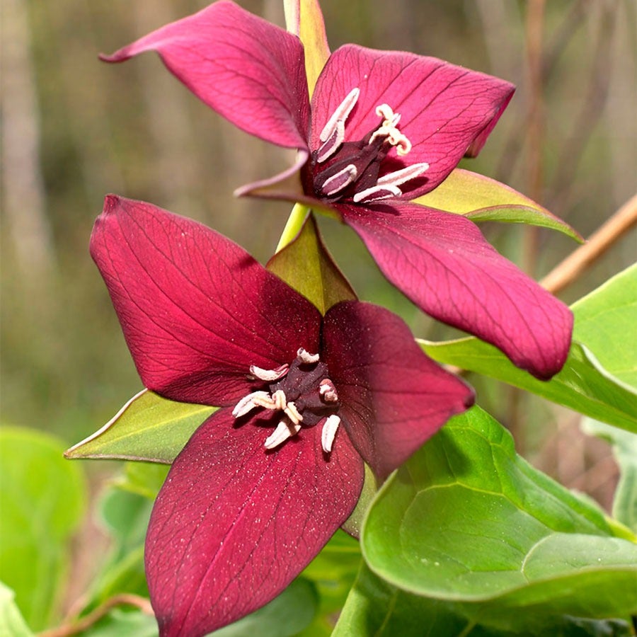 trillium seeds planting Trillium erectum Red