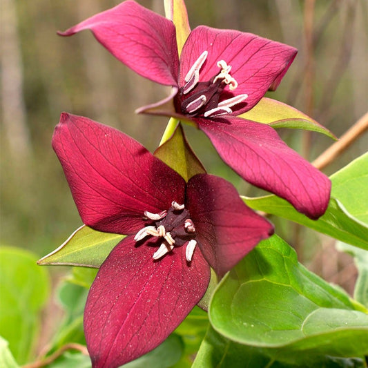 Trillium erectum Red