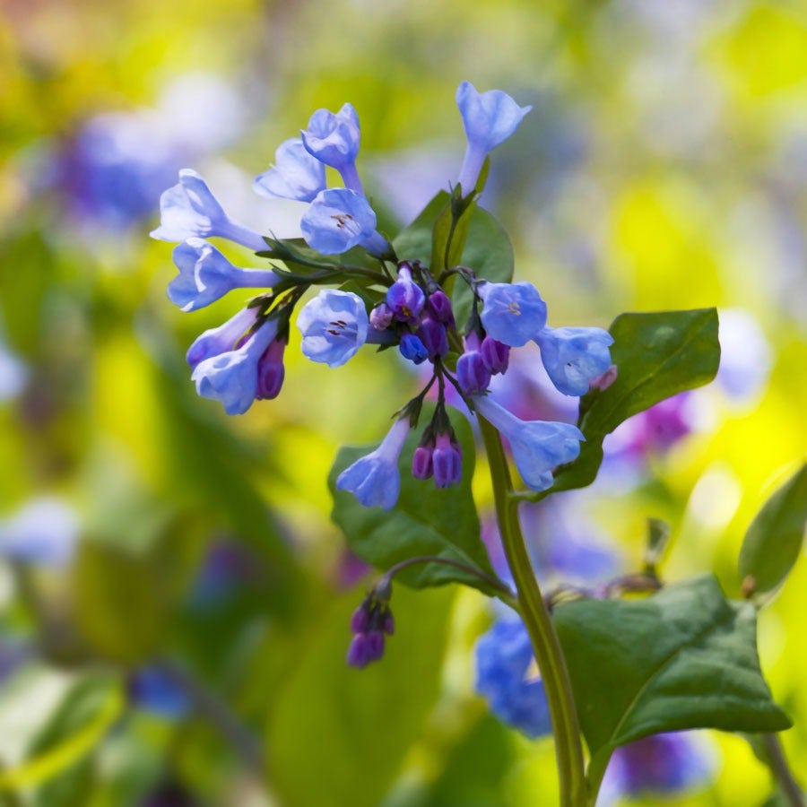 plant bluebell seeds Mertensia Virginia Bluebells