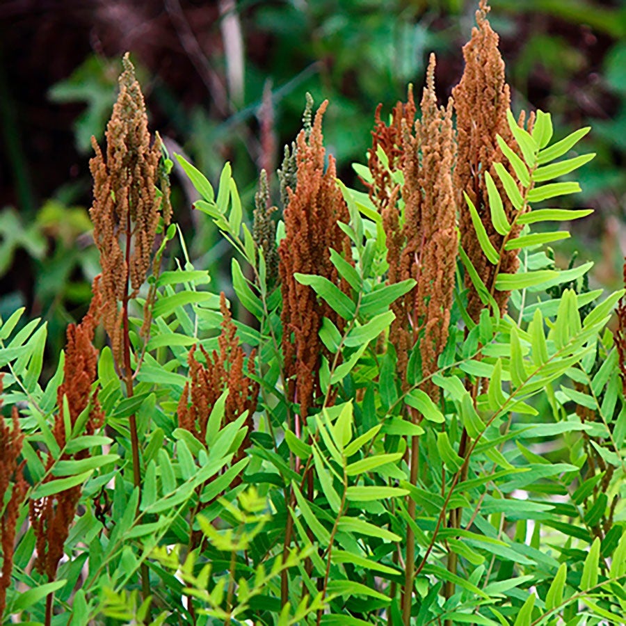 Osmundastrum Cinnamon Fern