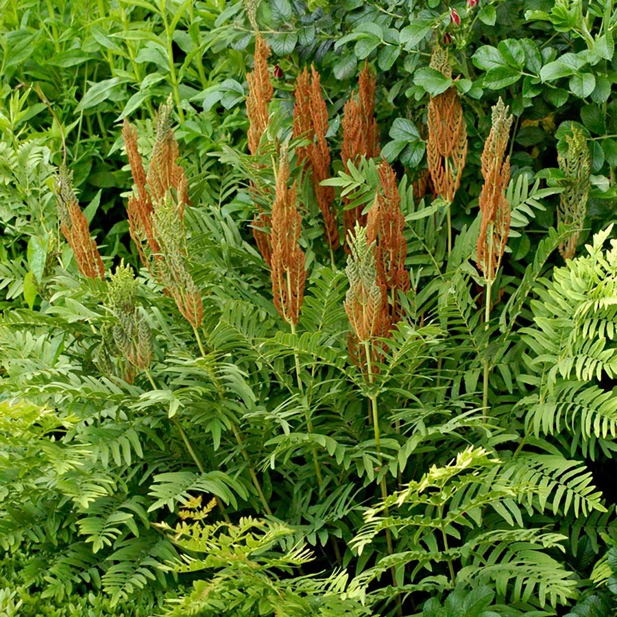 Osmundastrum Cinnamon Fern