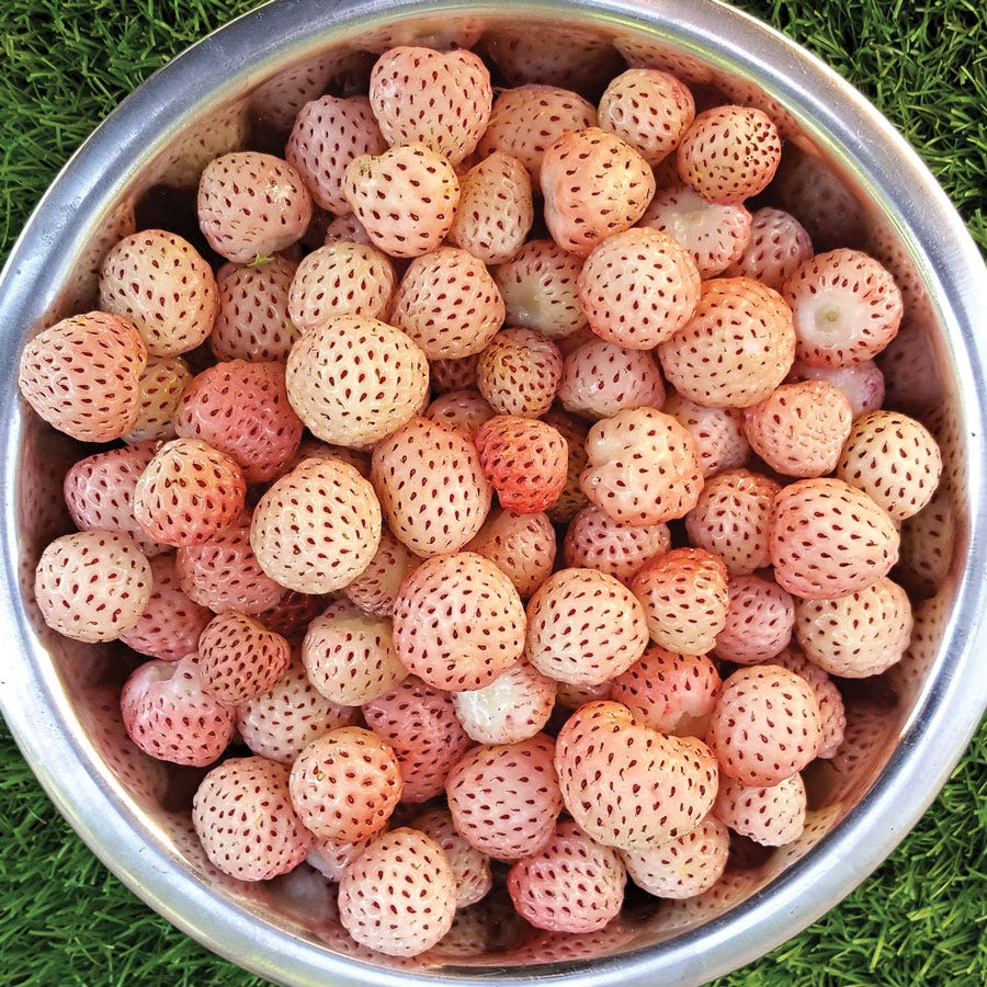park seed strawberries Fragaria 'White Carolina' Strawberry