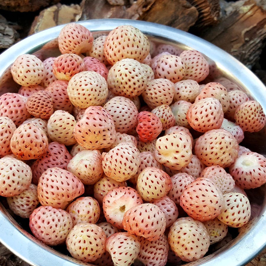 Fragaria 'White Carolina' Strawberry