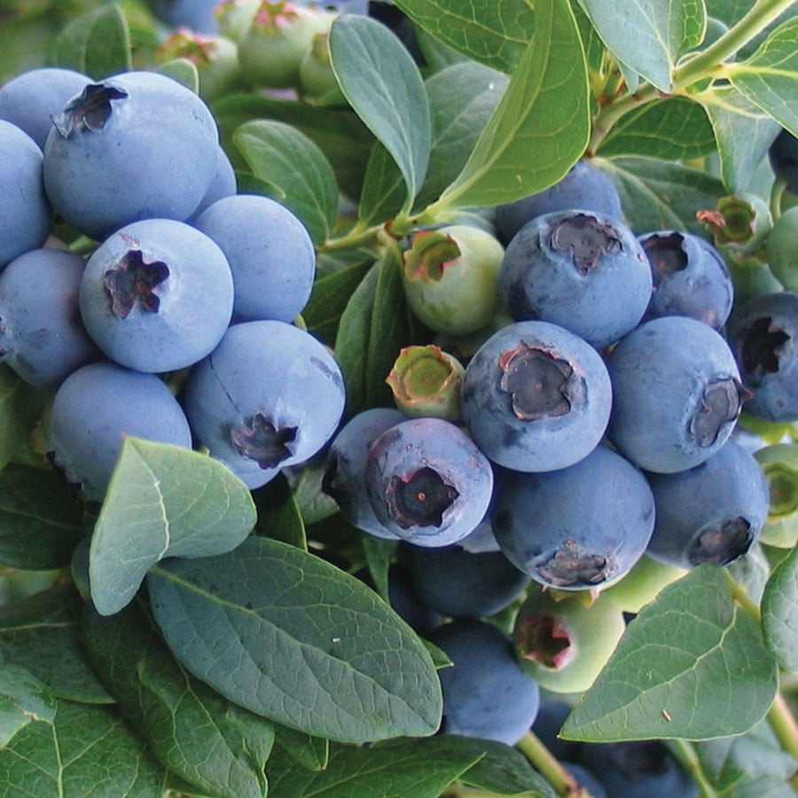 Vaccinium Blueberry Patch Blend Easy Fruit Kit