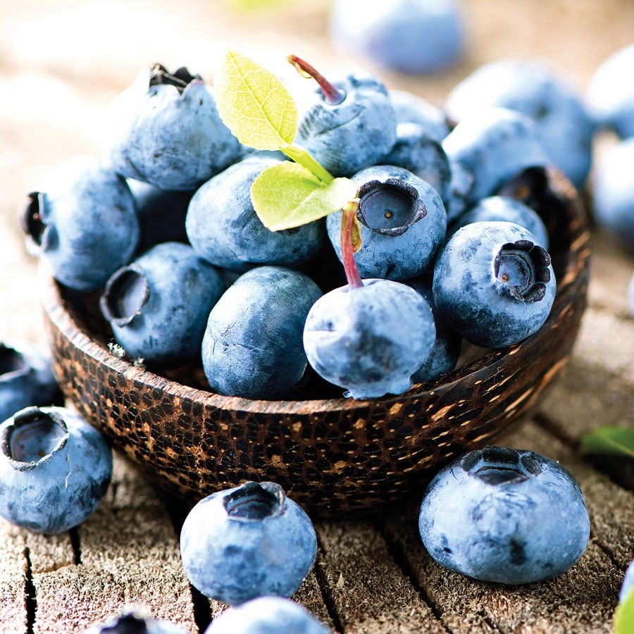 Vaccinium Blueberry Patch Blend Easy Fruit Kit