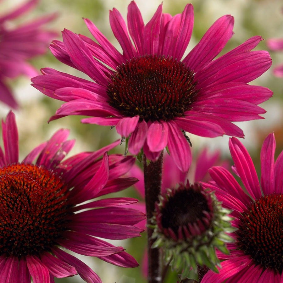 echinacea fatal attraction seeds Echinacea 'Fatal Attraction' Coneflower