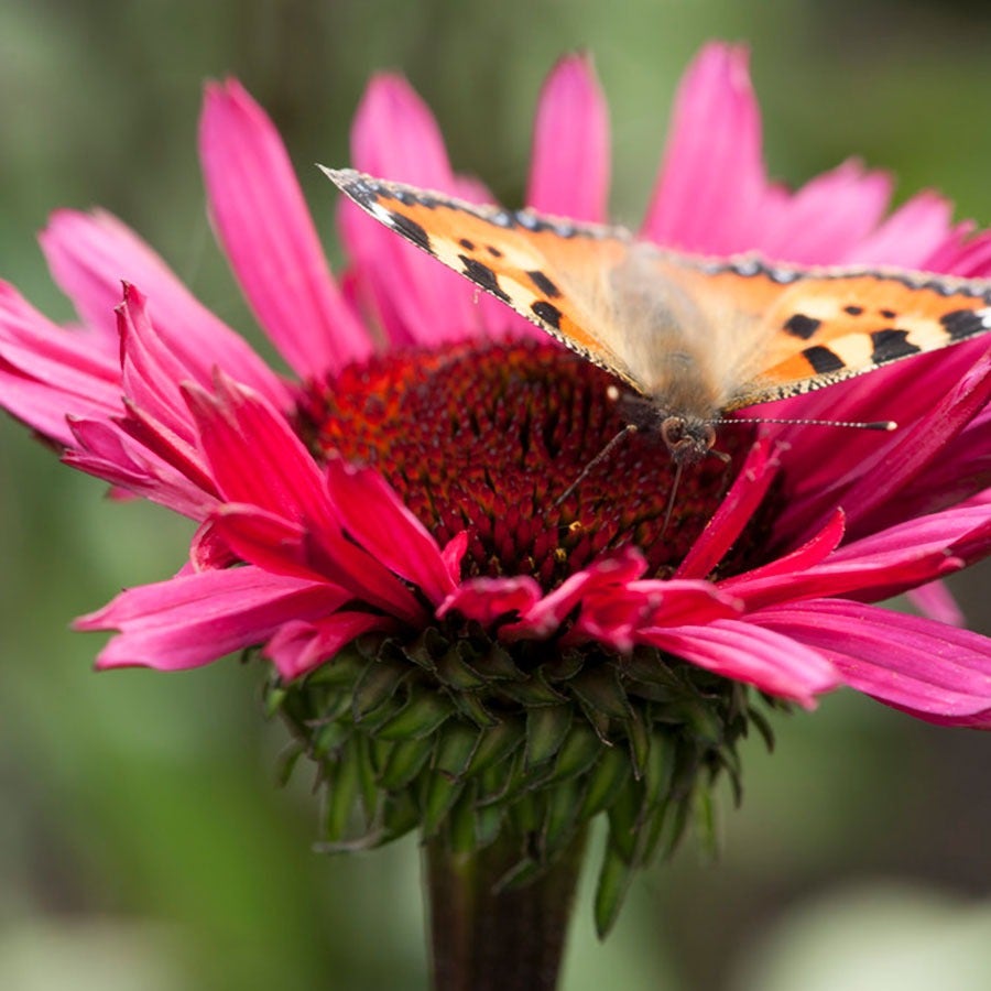 Echinacea 'Fatal Attraction' Coneflower