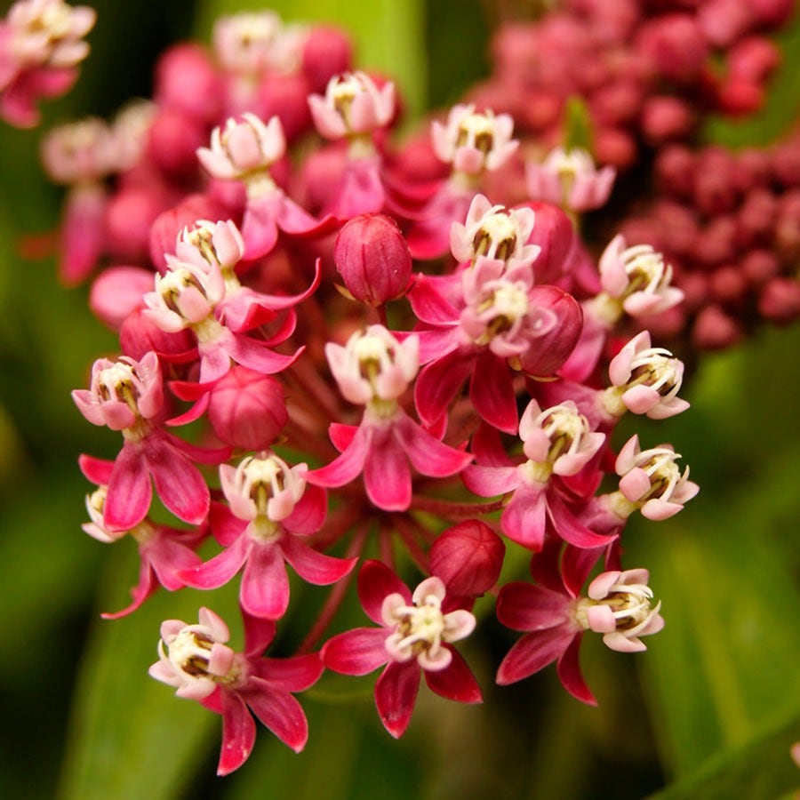 Asclepias 'Soulmate' Milkweed