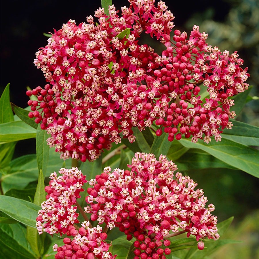 Asclepias Pink Milkweed