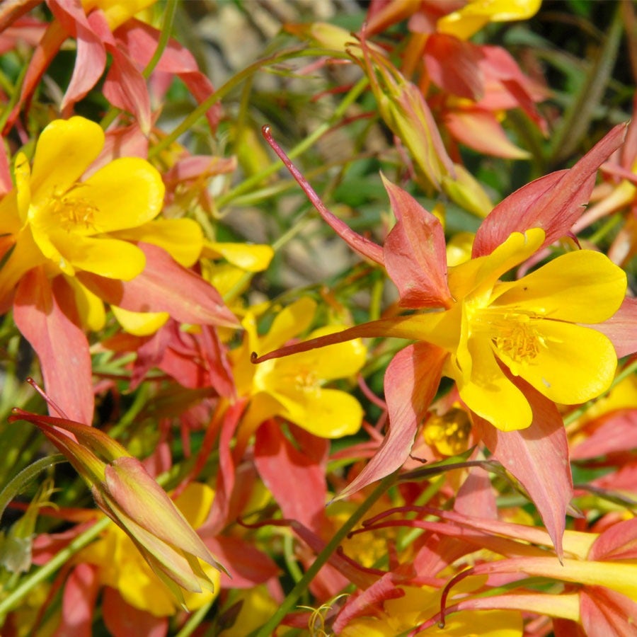 Aquilegia 'Crimson Star' Columbine