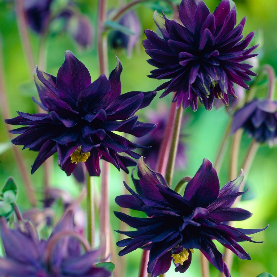 Aquilegia Artisian Blend Columbine